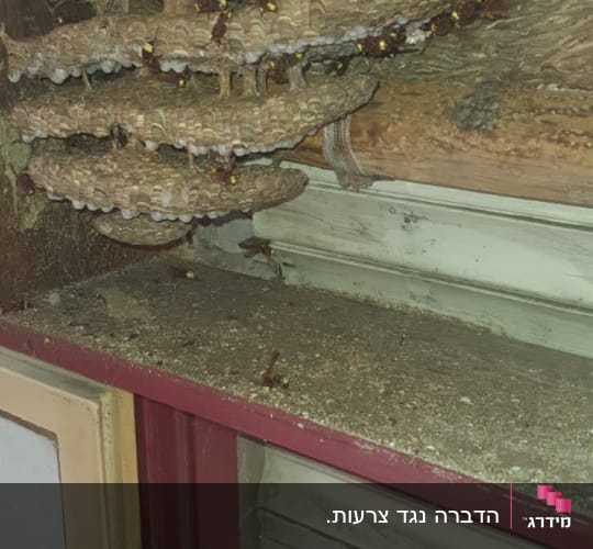 קן צרעות גדול בתוך מסגרת חלון